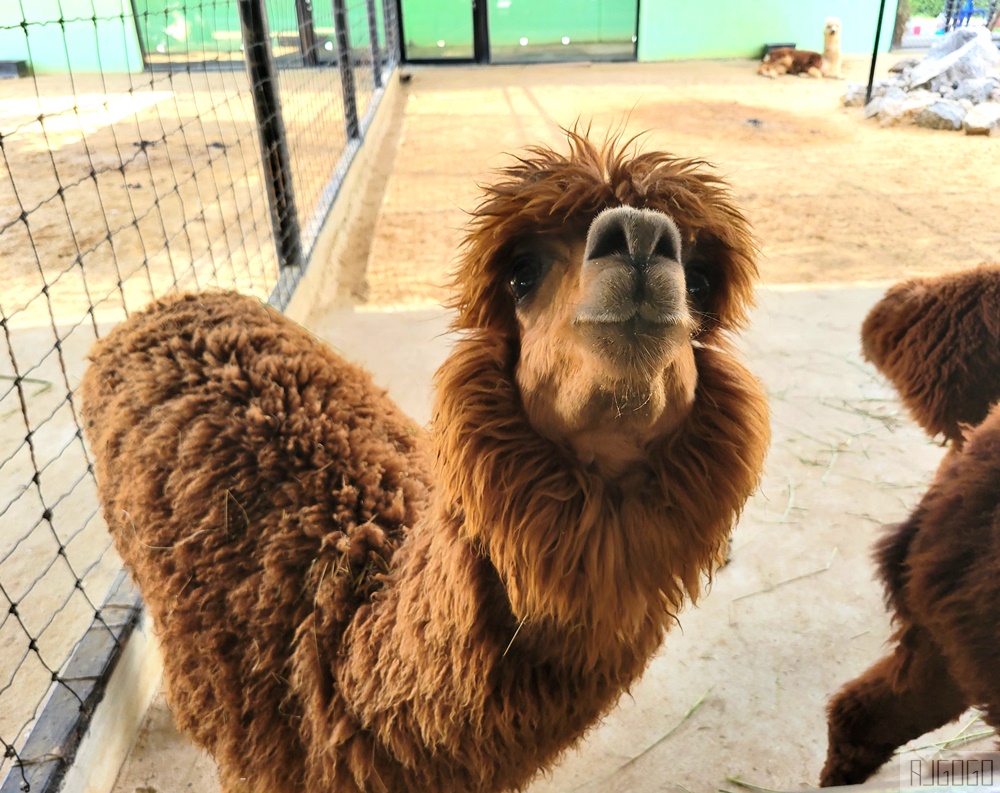 2026泰國旅遊 大城動物園 吉普車長頸鹿拍照、泰服古廟一日遊