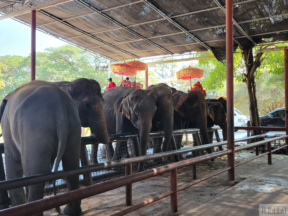2026泰國旅遊 大城動物園 吉普車長頸鹿拍照、泰服古廟一日遊