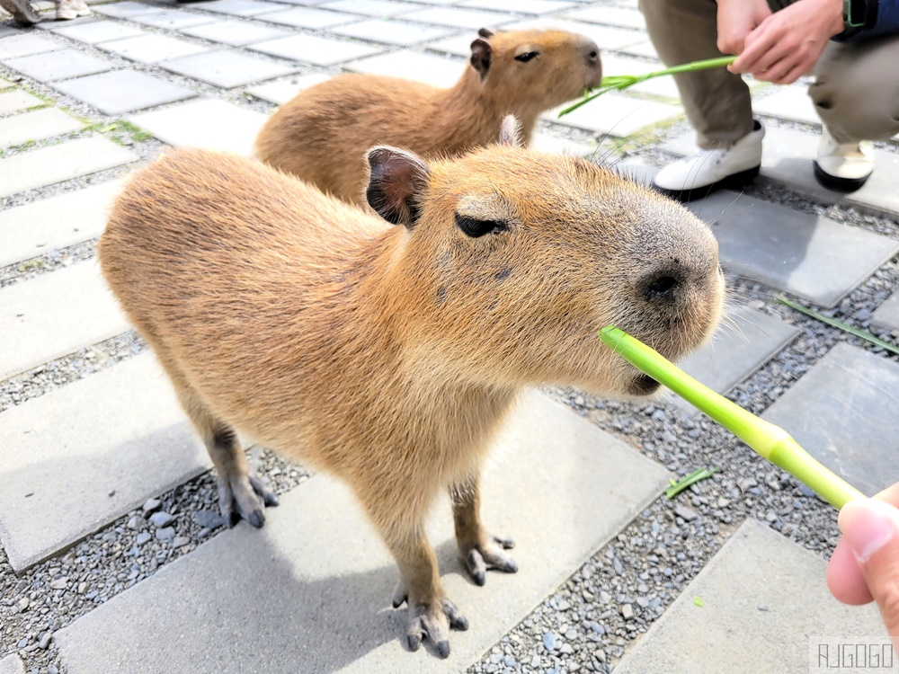 墾丁景點 墾丁鹿境梅花鹿生態園區 梅花鹿 水豚君零距離接觸 墾丁恆春親子景點