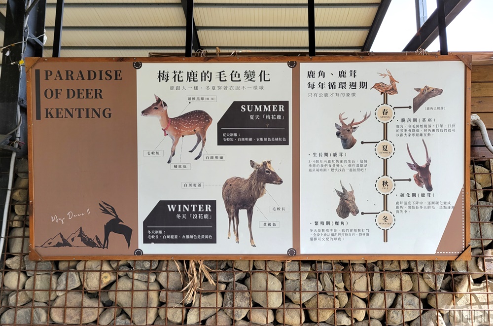墾丁景點 墾丁鹿境梅花鹿生態園區 梅花鹿 水豚君零距離接觸 墾丁恆春親子景點