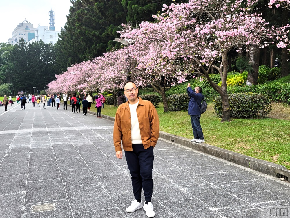 2026台北景點 中正紀念堂櫻花 緋寒櫻、八重櫻、大漁櫻、吉野櫻、宮粉梅 台北一日遊