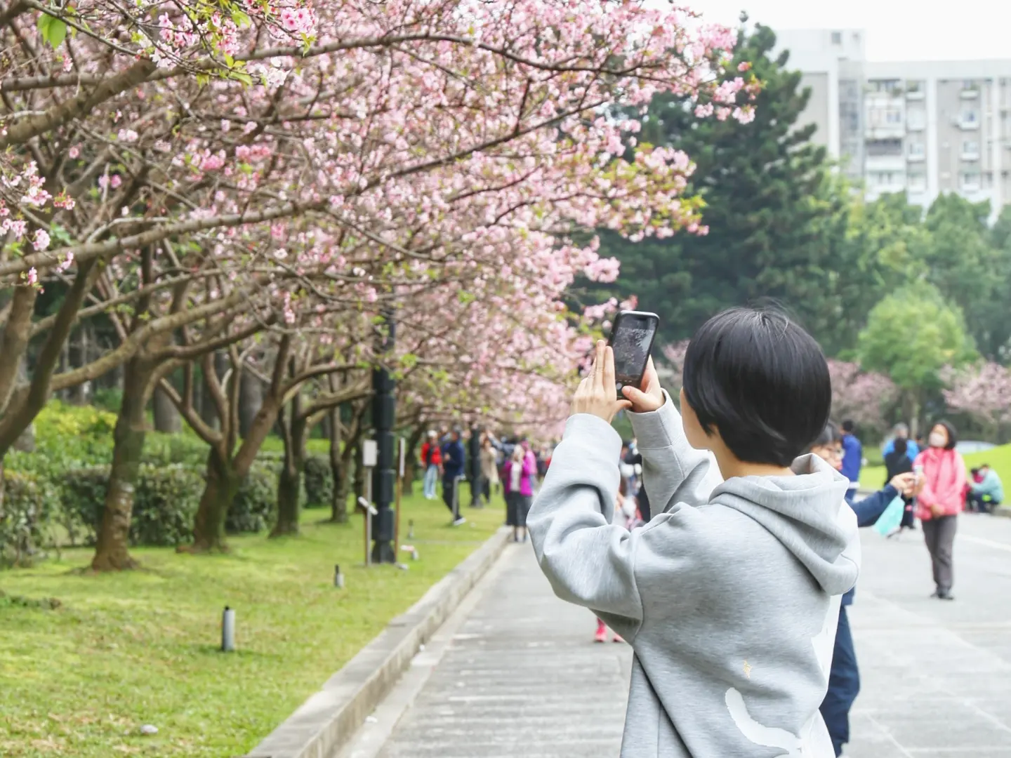 2026台北景點 中正紀念堂櫻花 緋寒櫻、八重櫻、大漁櫻、吉野櫻、宮粉梅 台北一日遊 @AJ的旅行地圖