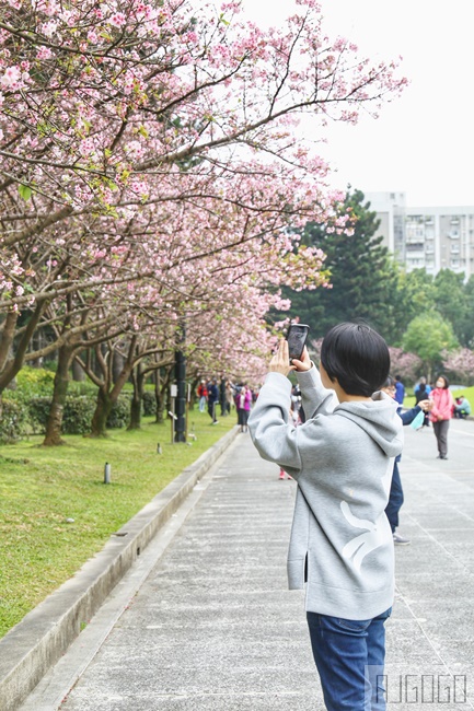 2026台北景點 中正紀念堂櫻花 緋寒櫻、八重櫻、大漁櫻、吉野櫻、宮粉梅 台北一日遊 2026台北景點 中正紀念堂櫻花 緋寒櫻、八重櫻、大漁櫻、吉野櫻、宮粉梅 台北一日遊
