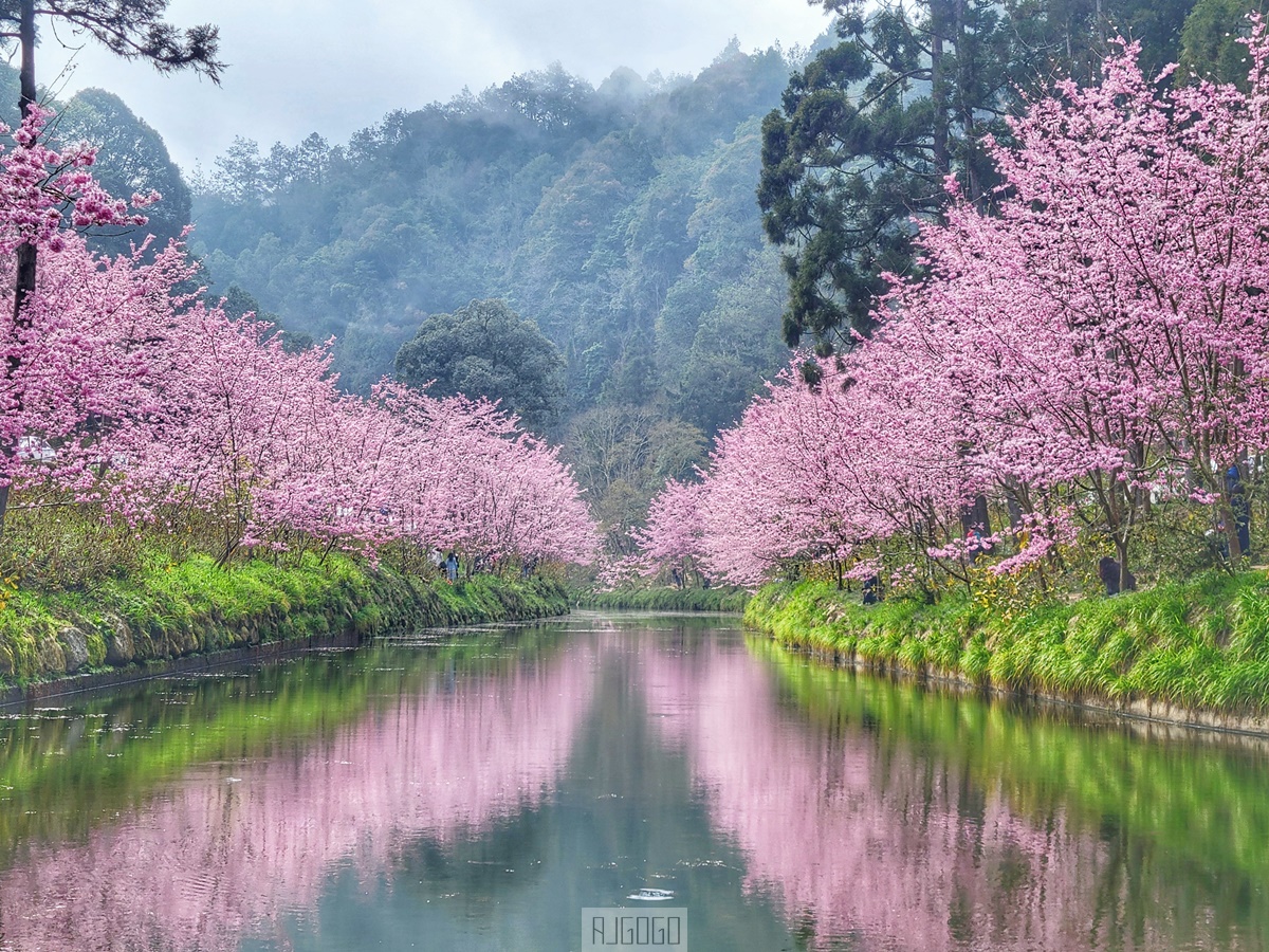 2026杉林溪櫻花季 每年2月底~3月上旬登場 鬱金香花季同時登場 杉林溪住宿推薦 @AJ的旅行地圖