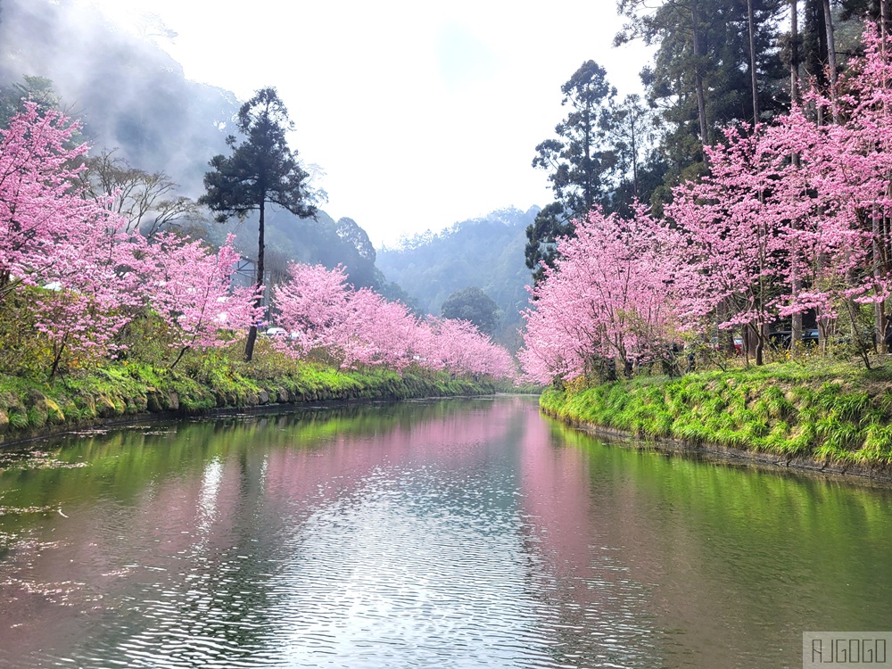 2026杉林溪櫻花季 每年2月底~3月上旬登場 鬱金香花季同時登場 杉林溪住宿推薦