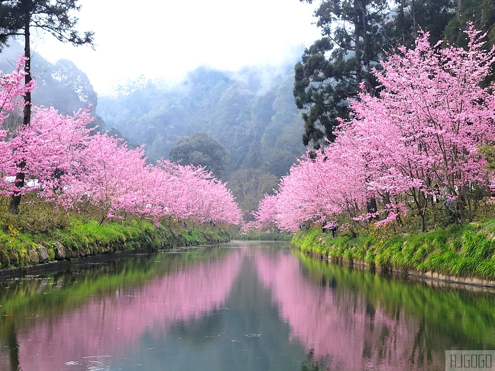 2026杉林溪櫻花季 每年2月底~3月上旬登場 鬱金香花季同時登場 杉林溪住宿推薦