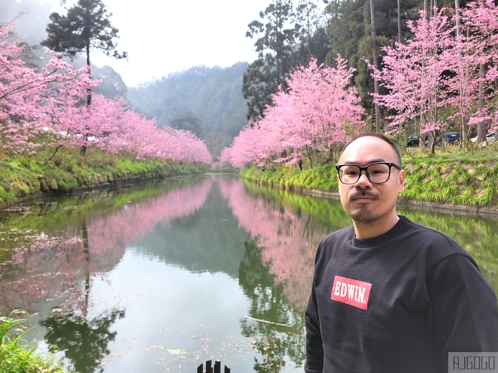 2026杉林溪櫻花季 每年2月底~3月上旬登場 鬱金香花季同時登場 杉林溪住宿推薦