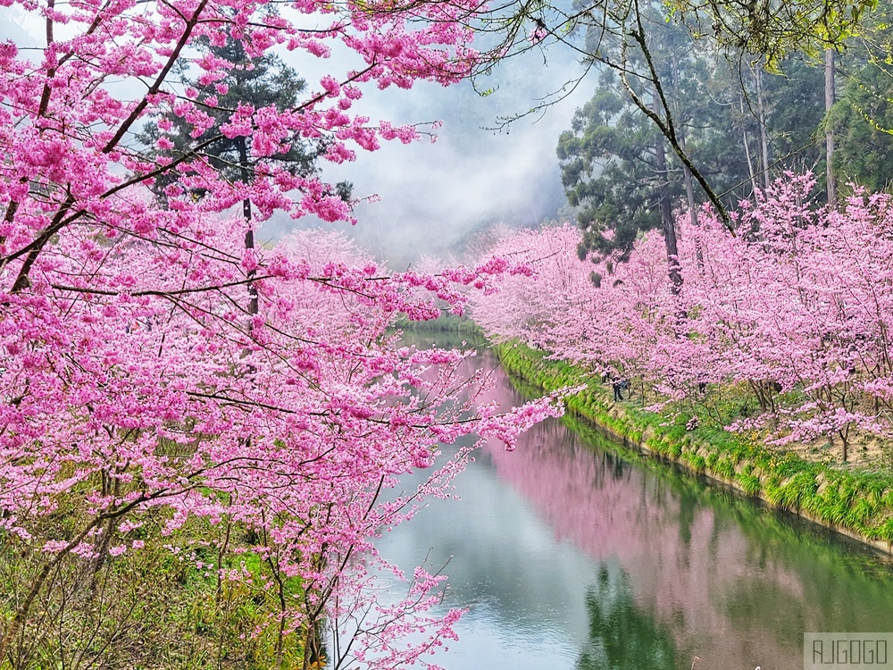 2026杉林溪櫻花季 每年2月底~3月上旬登場 鬱金香花季同時登場 杉林溪住宿推薦