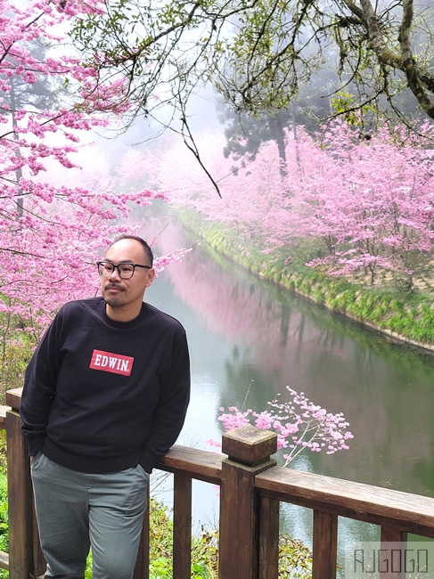 2026杉林溪櫻花季 每年2月底~3月上旬登場 鬱金香花季同時登場 杉林溪住宿推薦
