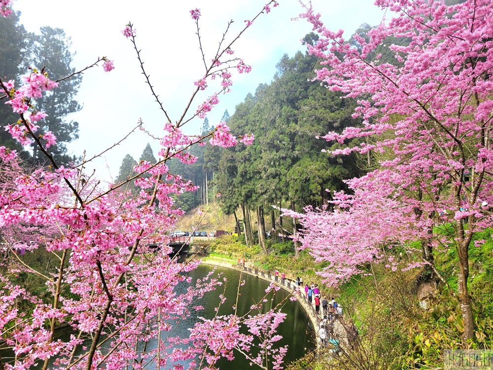 2026杉林溪櫻花季 每年2月底~3月上旬登場 鬱金香花季同時登場 杉林溪住宿推薦