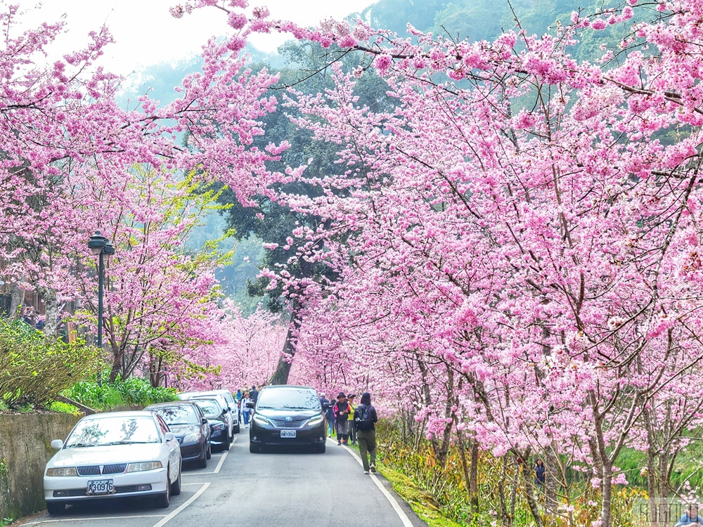 2026杉林溪櫻花季 每年2月底~3月上旬登場 鬱金香花季同時登場 杉林溪住宿推薦