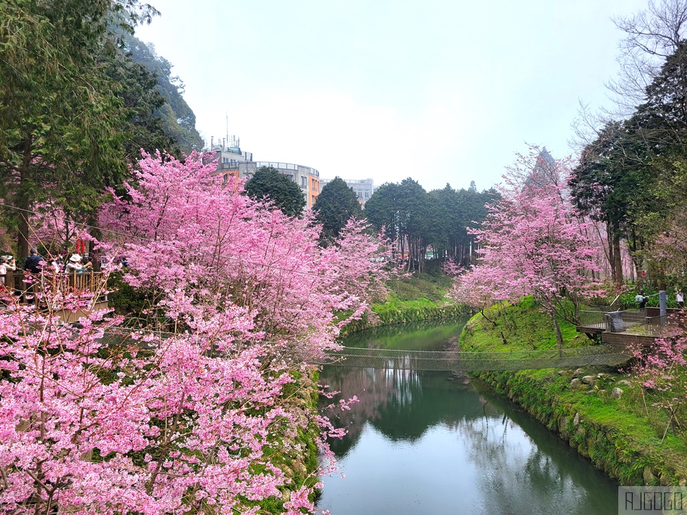 2026杉林溪櫻花季 每年2月底~3月上旬登場 鬱金香花季同時登場 杉林溪住宿推薦