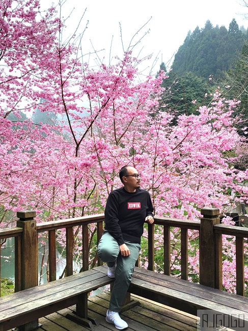 2026杉林溪櫻花季 每年2月底~3月上旬登場 鬱金香花季同時登場 杉林溪住宿推薦