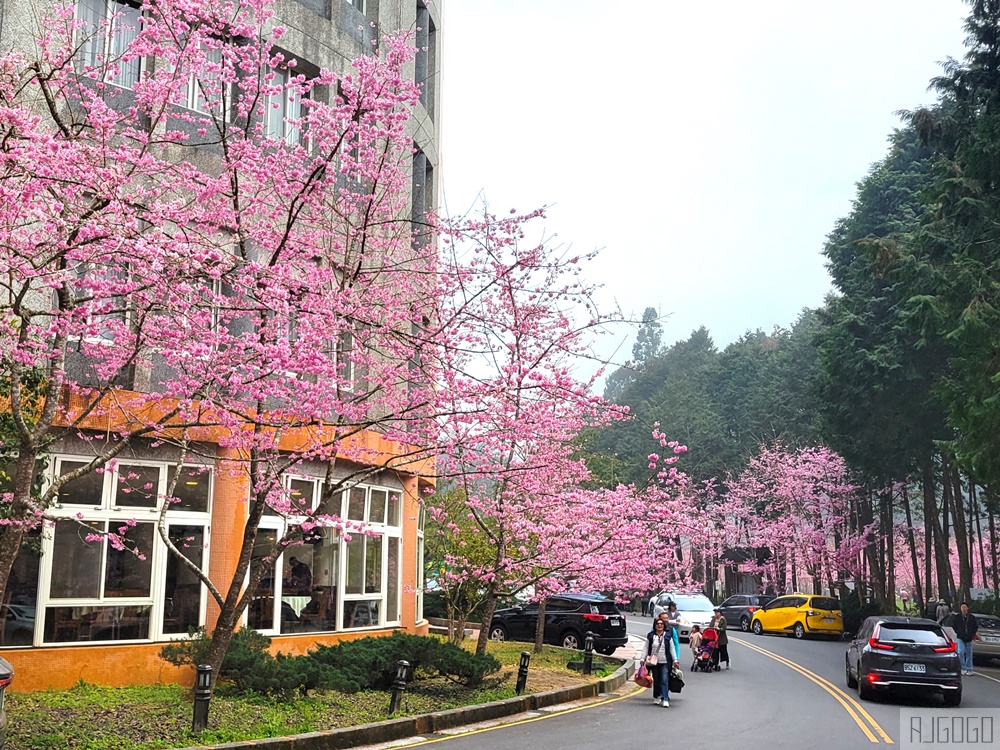 2026杉林溪櫻花季 每年2月底~3月上旬登場 鬱金香花季同時登場 杉林溪住宿推薦