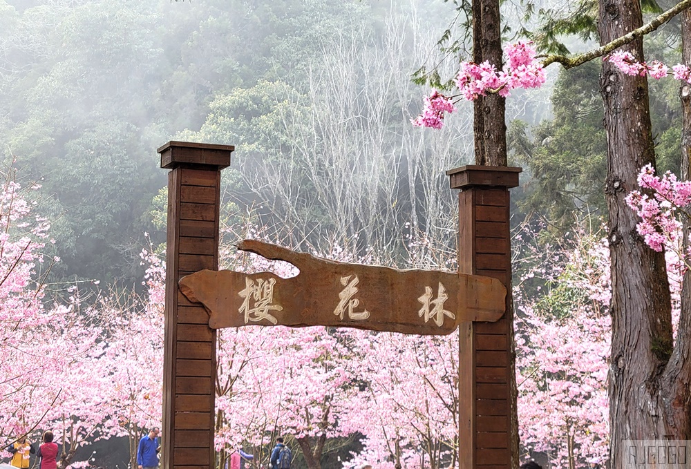 2026杉林溪櫻花季 每年2月底~3月上旬登場 鬱金香花季同時登場 杉林溪住宿推薦