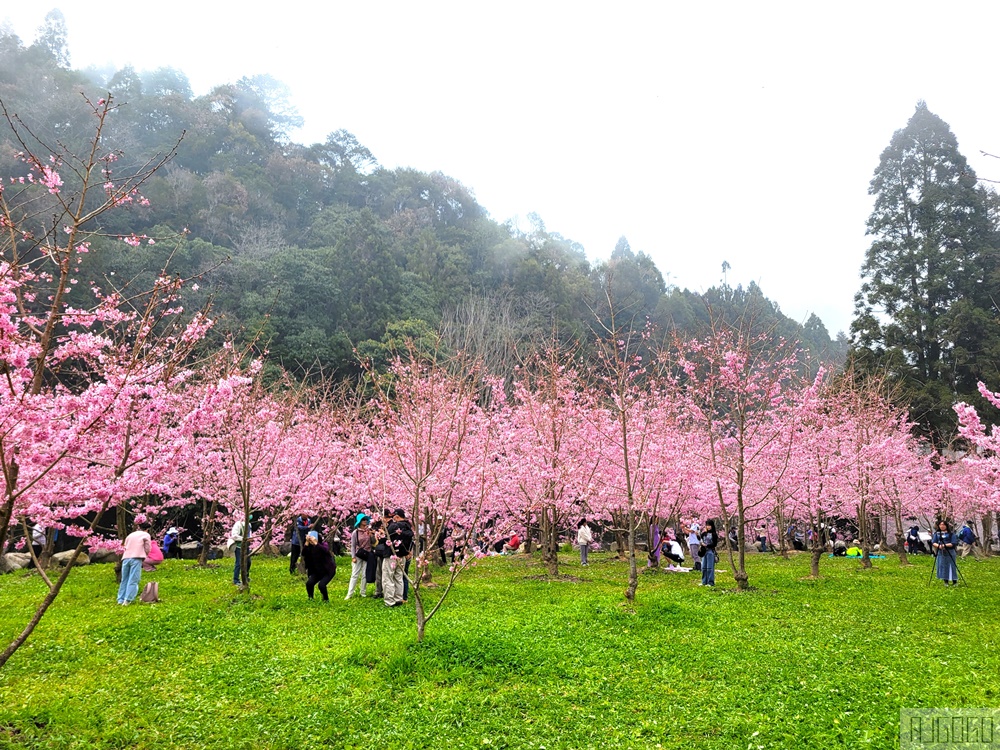 2026杉林溪櫻花季 每年2月底~3月上旬登場 鬱金香花季同時登場 杉林溪住宿推薦