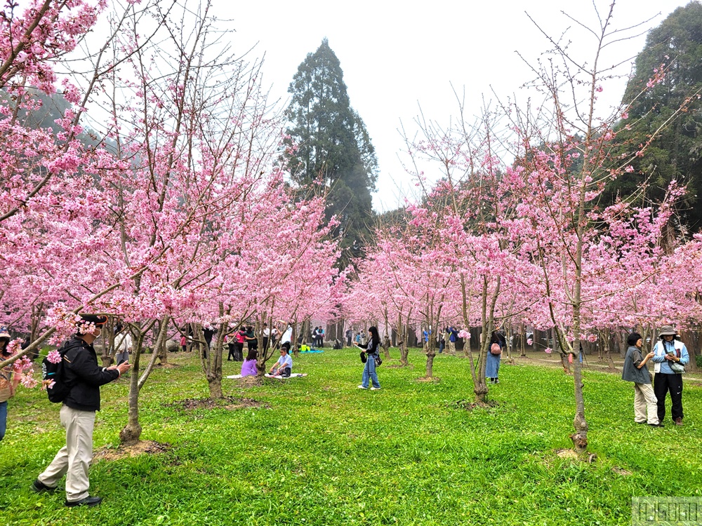 2026杉林溪櫻花季 每年2月底~3月上旬登場 鬱金香花季同時登場 杉林溪住宿推薦