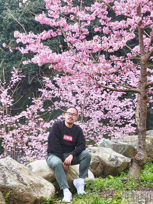 2026杉林溪櫻花季 每年2月底~3月上旬登場 鬱金香花季同時登場 杉林溪住宿推薦