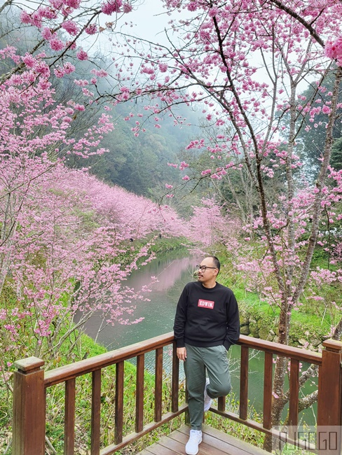 2026杉林溪櫻花季 每年2月底~3月上旬登場 鬱金香花季同時登場 杉林溪住宿推薦