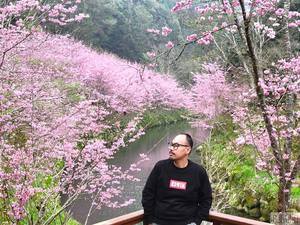2026杉林溪櫻花季 每年2月底~3月上旬登場 鬱金香花季同時登場 杉林溪住宿推薦