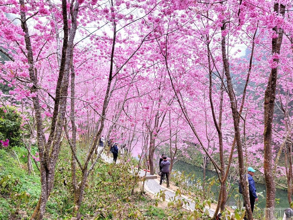 2026杉林溪櫻花季 每年2月底~3月上旬登場 鬱金香花季同時登場 杉林溪住宿推薦
