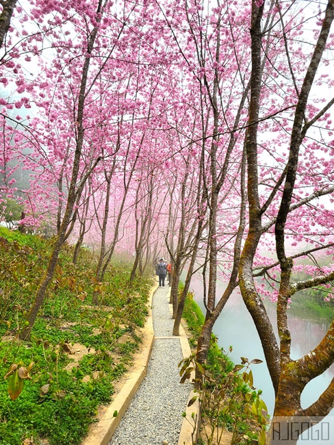 2026杉林溪櫻花季 每年2月底~3月上旬登場 鬱金香花季同時登場 杉林溪住宿推薦