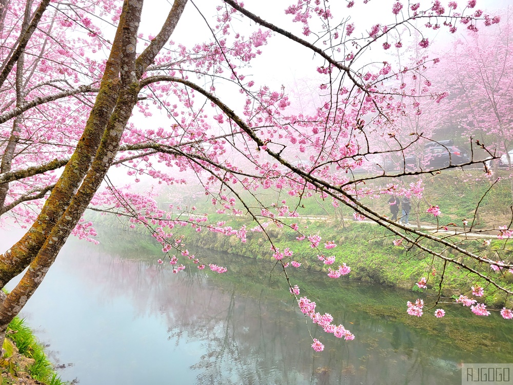 2026杉林溪櫻花季 每年2月底~3月上旬登場 鬱金香花季同時登場 杉林溪住宿推薦