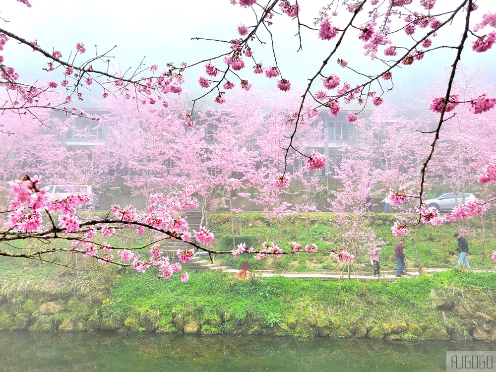2026杉林溪櫻花季 每年2月底~3月上旬登場 鬱金香花季同時登場 杉林溪住宿推薦