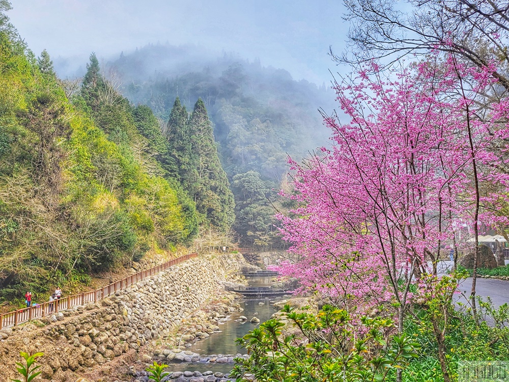 2026杉林溪櫻花季 每年2月底~3月上旬登場 鬱金香花季同時登場 杉林溪住宿推薦