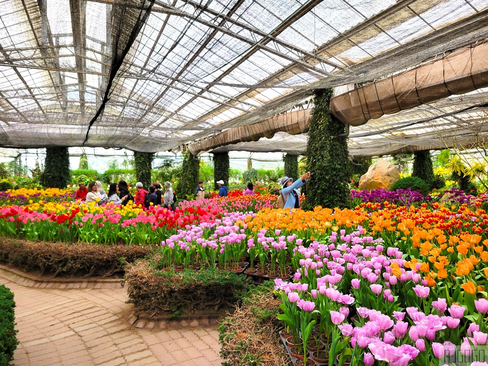 2026杉林溪櫻花季 每年2月底~3月上旬登場 鬱金香花季同時登場 杉林溪住宿推薦