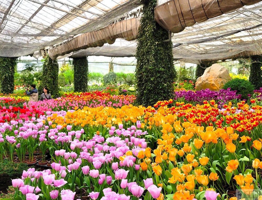 2026杉林溪櫻花季 每年2月底~3月上旬登場 鬱金香花季同時登場 杉林溪住宿推薦
