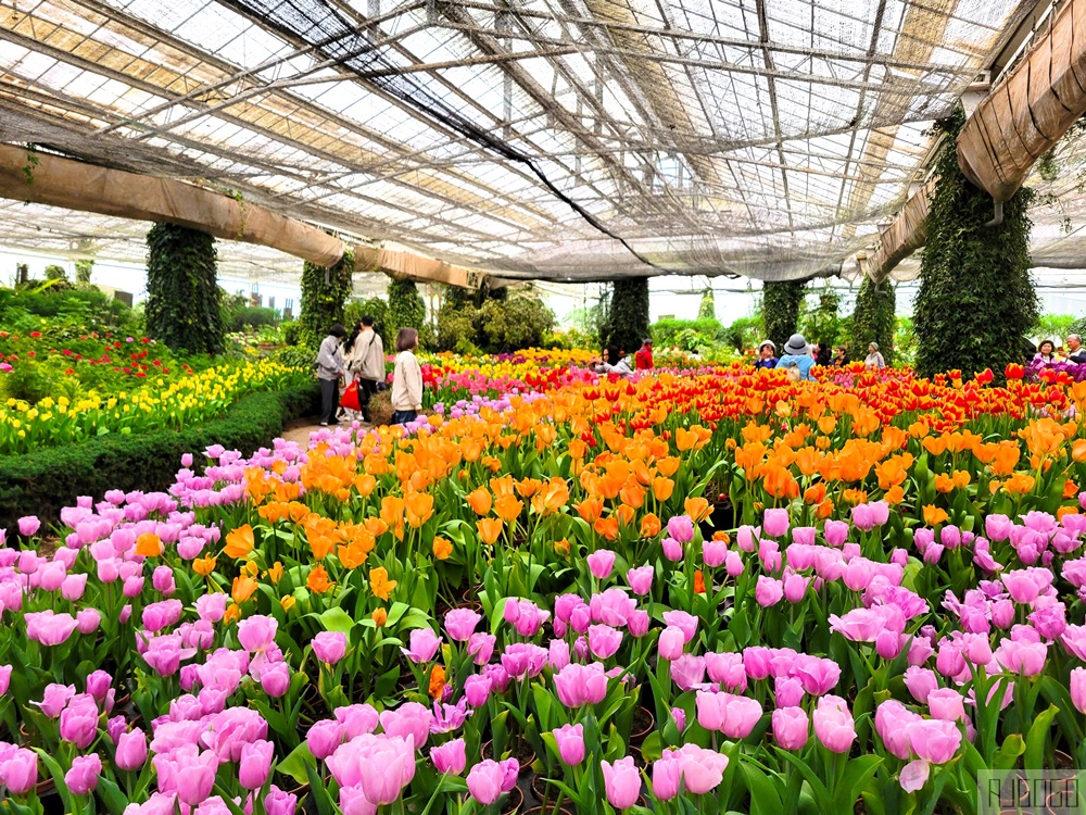 2026杉林溪櫻花季 每年2月底~3月上旬登場 鬱金香花季同時登場 杉林溪住宿推薦