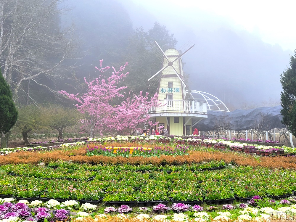 2026杉林溪櫻花季 每年2月底~3月上旬登場 鬱金香花季同時登場 杉林溪住宿推薦