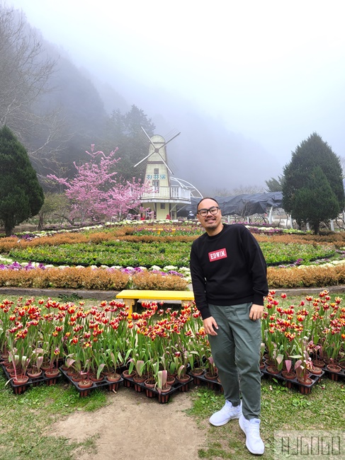 2026杉林溪櫻花季 每年2月底~3月上旬登場 鬱金香花季同時登場 杉林溪住宿推薦