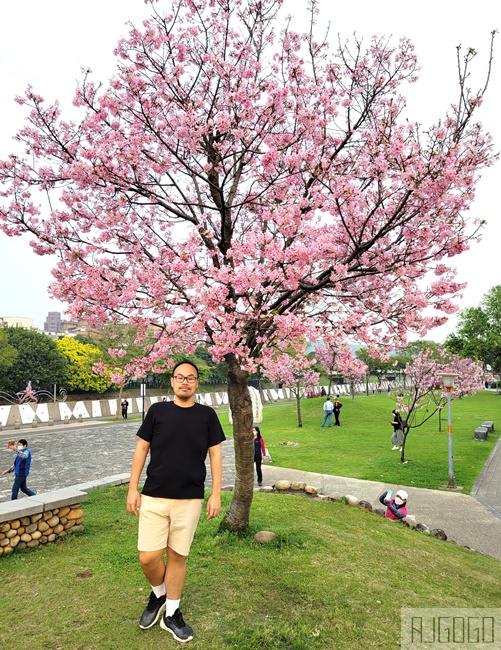 2026桃園景點 桃園櫻花 檜溪(會稽)河濱公園 上百棵富士櫻 每年2月中~3月綻放