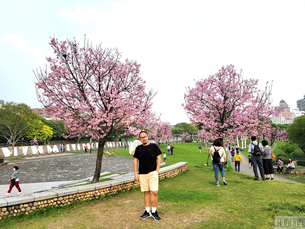 2026桃園景點 桃園櫻花 檜溪(會稽)河濱公園 上百棵富士櫻 每年2月中~3月綻放