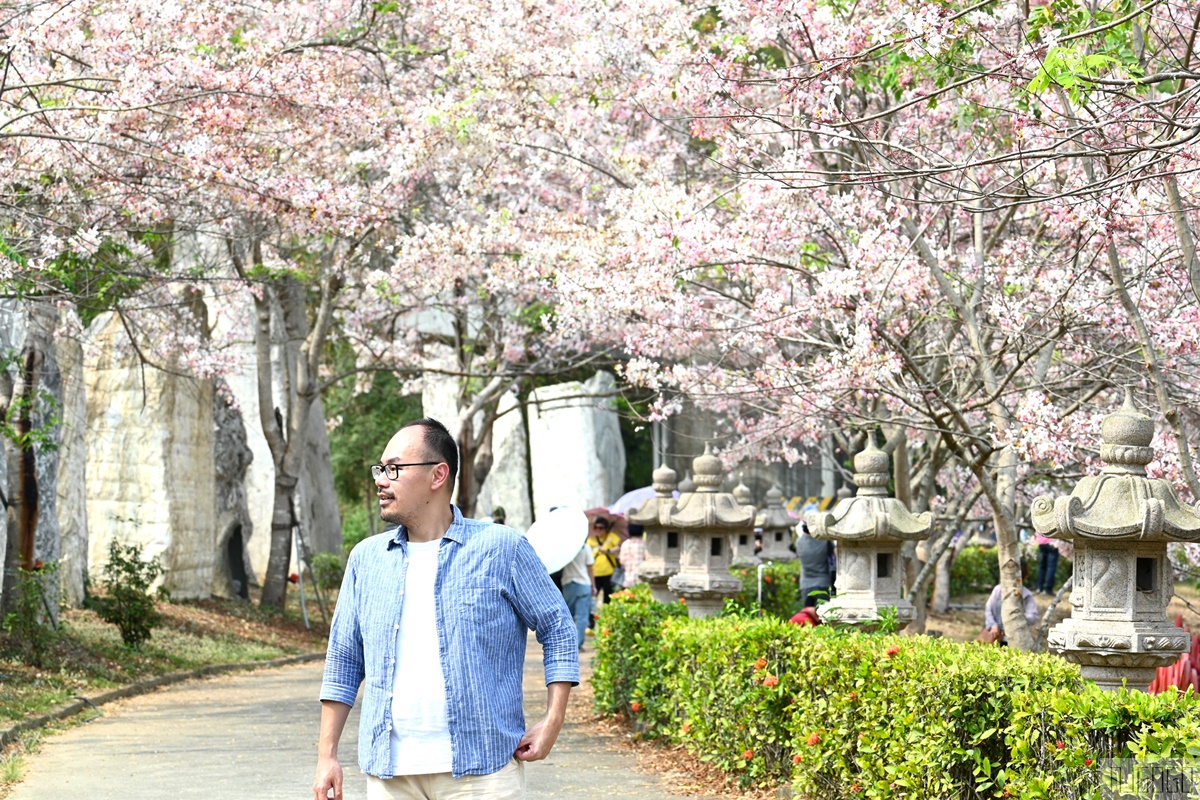 高雄景點 六龜 寶光建德神威天臺山道場 花旗木 每年3~4月花季登場