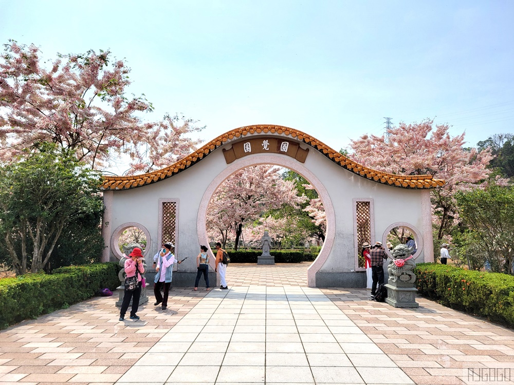 高雄景點 六龜 寶光建德神威天臺山道場 花旗木 每年3~4月花季登場