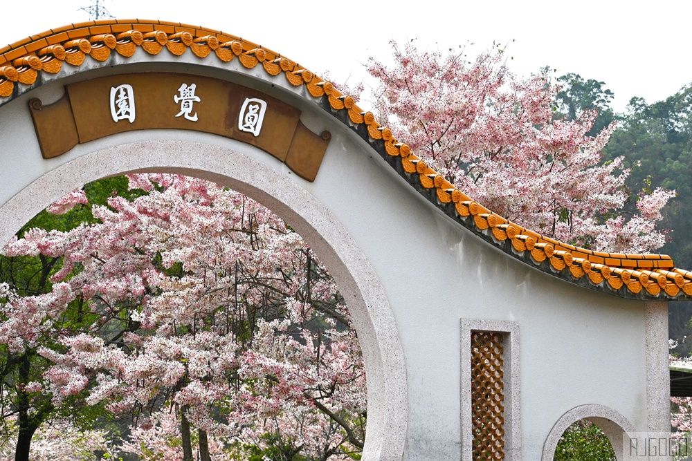 高雄景點 六龜 寶光建德神威天臺山道場 花旗木 每年3~4月花季登場