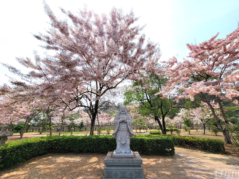 高雄景點 六龜 寶光建德神威天臺山道場 花旗木 每年3~4月花季登場