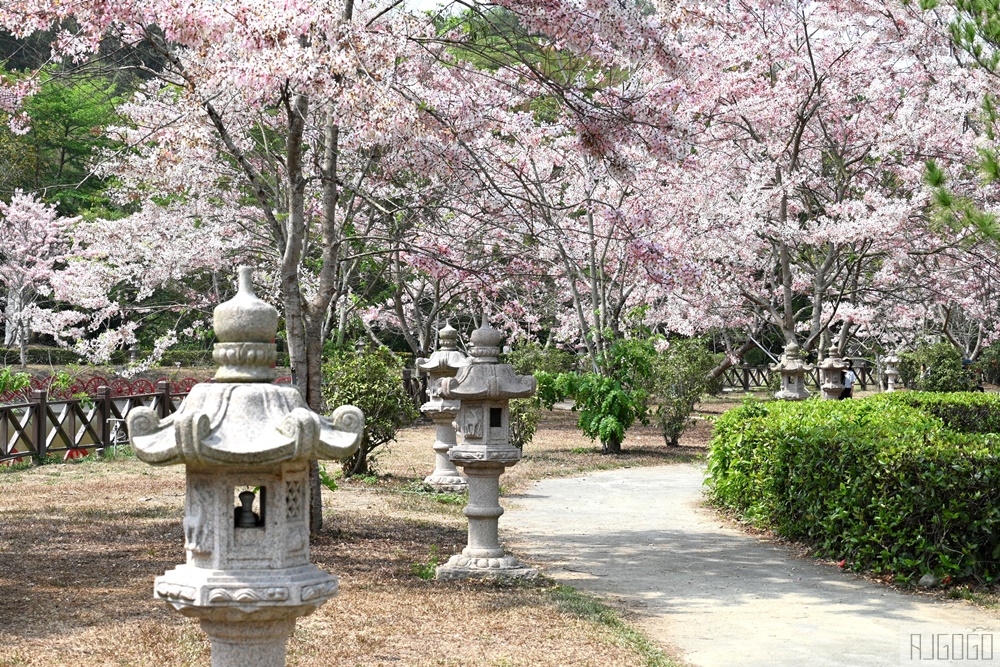 高雄景點 六龜 寶光建德神威天臺山道場 花旗木 每年3~4月花季登場