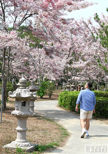 高雄景點 六龜 寶光建德神威天臺山道場 花旗木 每年3~4月花季登場