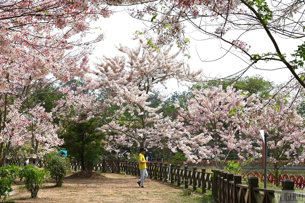 高雄景點 六龜 寶光建德神威天臺山道場 花旗木 每年3~4月花季登場