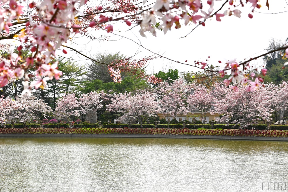 高雄景點 六龜 寶光建德神威天臺山道場 花旗木 每年3~4月花季登場