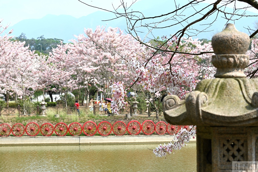 高雄景點 六龜 寶光建德神威天臺山道場 花旗木 每年3~4月花季登場