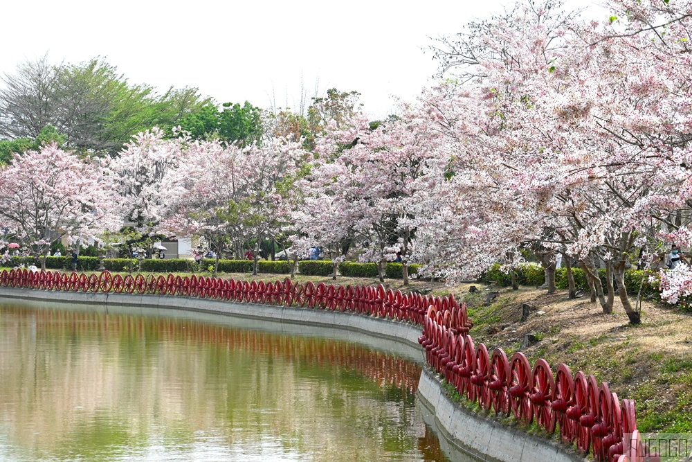 高雄景點 六龜 寶光建德神威天臺山道場 花旗木 每年3~4月花季登場