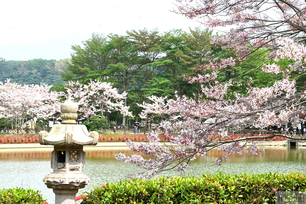 高雄景點 六龜 寶光建德神威天臺山道場 花旗木 每年3~4月花季登場