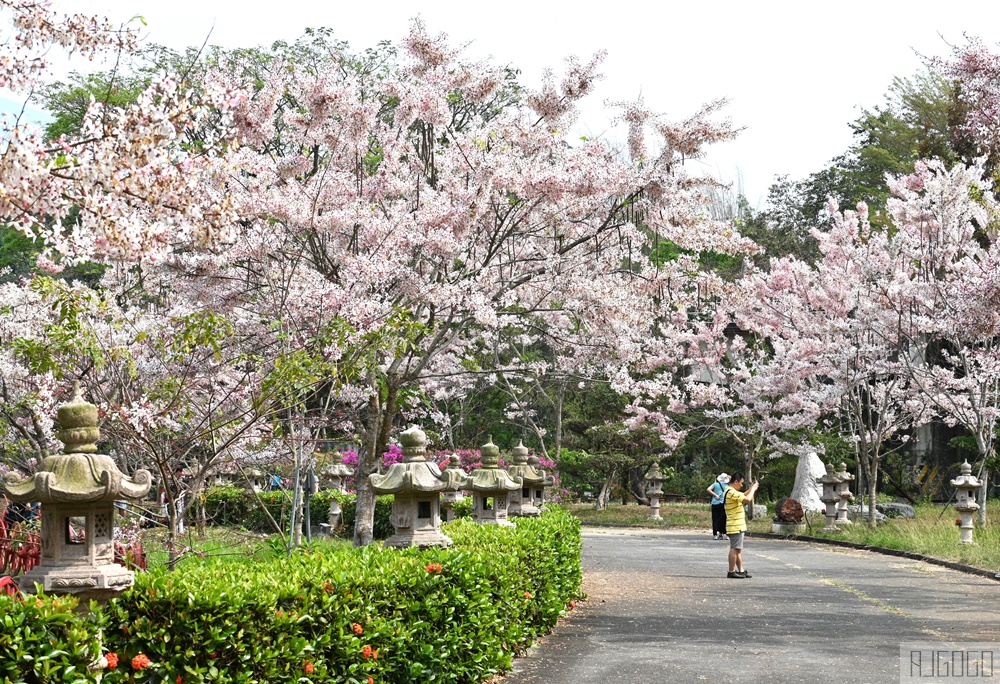 高雄景點 六龜 寶光建德神威天臺山道場 花旗木 每年3~4月花季登場