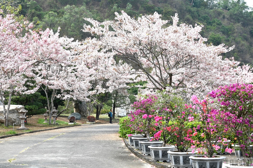 高雄景點 六龜 寶光建德神威天臺山道場 花旗木 每年3~4月花季登場