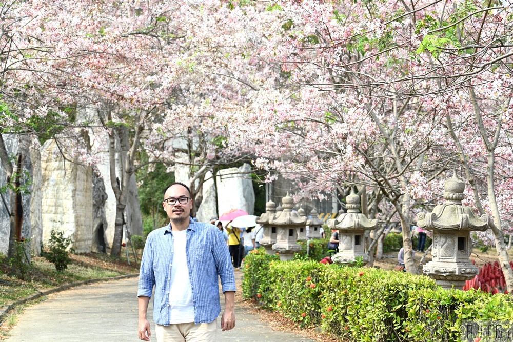 高雄景點 六龜 寶光建德神威天臺山道場 花旗木 每年3~4月花季登場